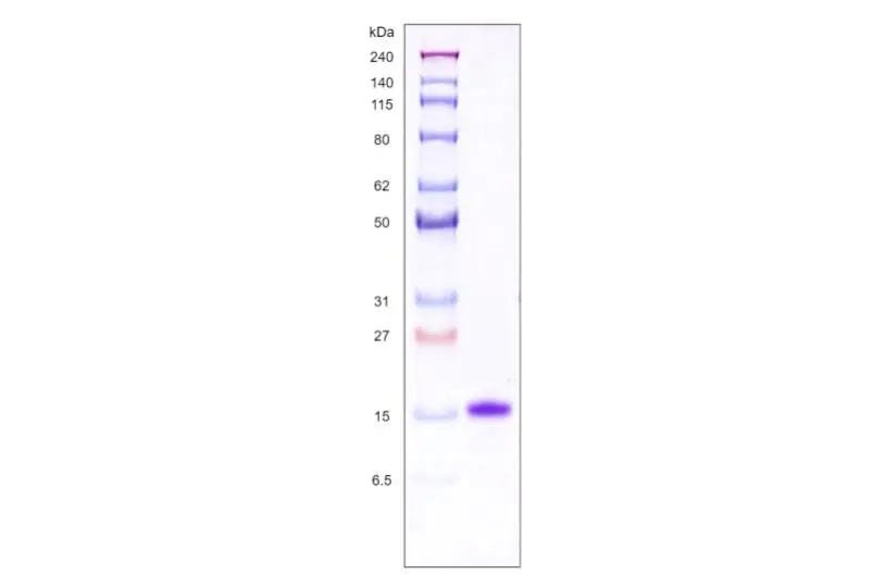 [MC01-100] Recombinant Human Galectin 1, His Tag -100 ug
