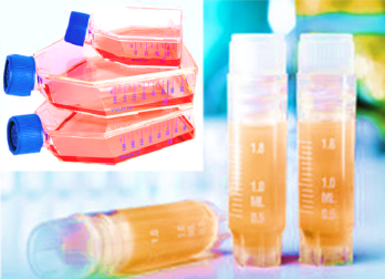 Human T Lymphocyte Leukemia Cells