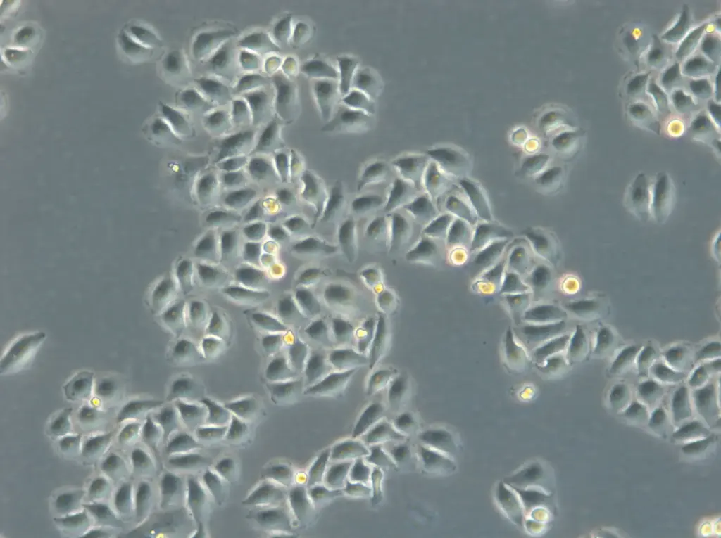 HK-ZFN-AURKB-mEGFP Cells