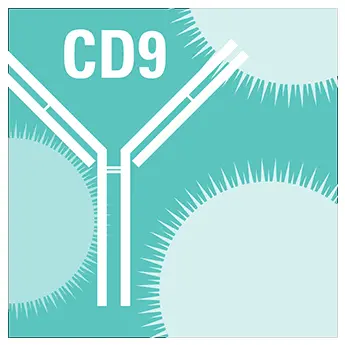 [EXOAB-CD9A-1] Anti-CD9 Antibody with Goat Anti-Rabbit HRP Secondary Antibody