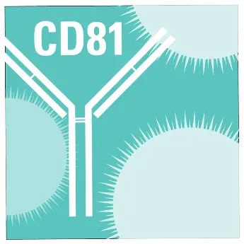 [EXOAB-CD81A-1] Anti-CD81 Antibody with Goat Anti-Rabbit HRP Secondary Antibody