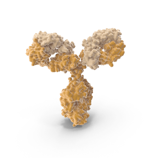 [0198-2C11-1-5] Anti-Monkey IgM Monoclonal Clone 2C11-1-5